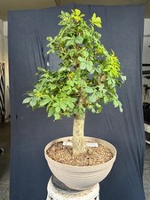 Kastanie Bonsai Prebonsai
