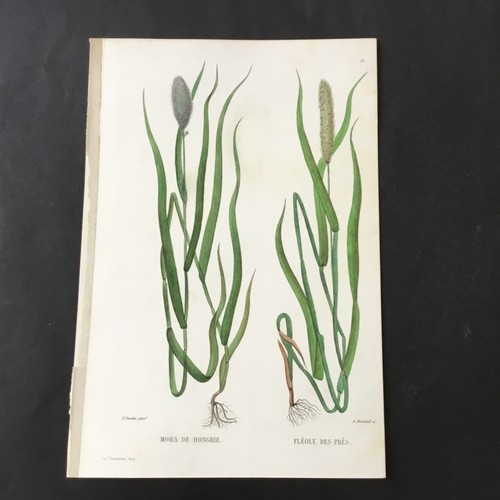 Gravur botanische moha - 19.,