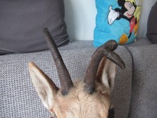 Rehbock Präparat Abnorm