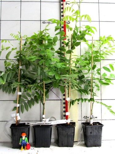 Sophora japonica regent - sophora,