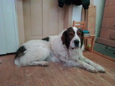 Gassi gehen mit Hunden -