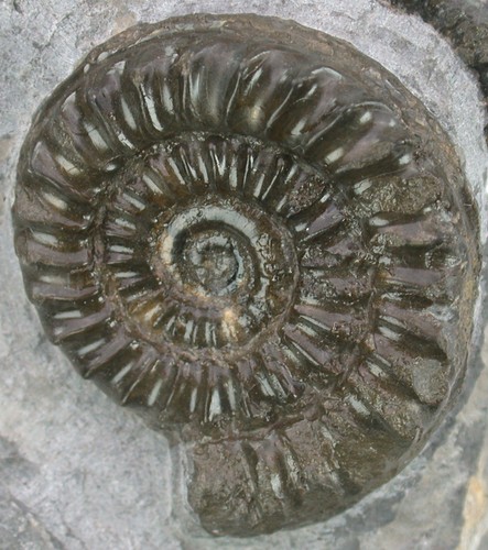 Lias standstück mit - standstück,
