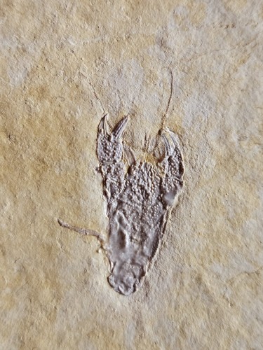 Pustulina top krebs fossil - top,