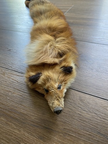 Fuchs pelz fell - fuchs-,