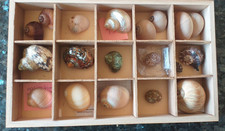 Muscheln Schnecken  Sammlung
