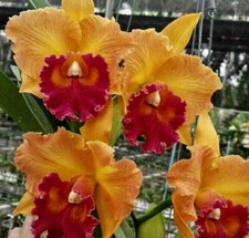 Cattleya Peach Flame Delight Hybride blühfähig Orchidee Orchideen Laelia