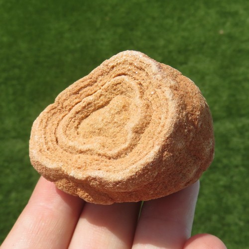 Seltene fossil stromatolith - seltene,