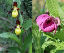 Cypripedium calceolus x hotei-atsumorianum 5 mehrtriebige Jungpflanzen
