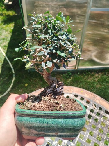 Bonsai olea europaea - olea,