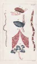 Menschliche Organe Innerein