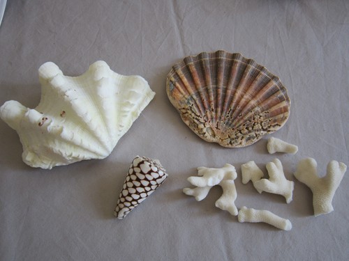 Muscheln tridacna - 4, muscheln: