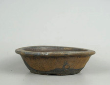 Japanischer TOKONAME Bonsai