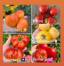 Tomatensamen 🍅 Tomaten ALTE