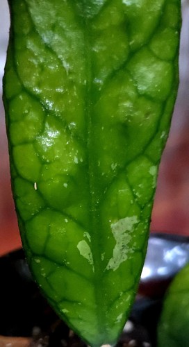 Rare hoya finlaysonii splash - hoya,