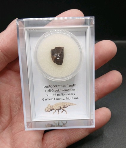 Fossil dinosaurier zahn - fossil,
