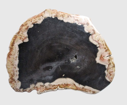 Fossiles versteinertes holz - fossiles,