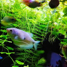 🌿Hornkraut Wasserpflanzen