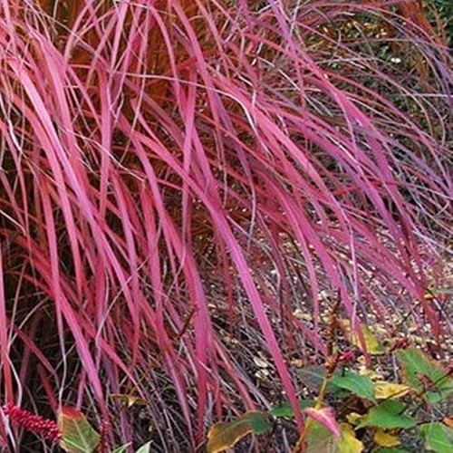 Ziergras garten für beete - ziergras,