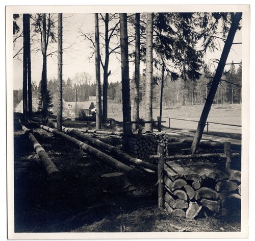 Fotografie georg fiedler wald - georg,