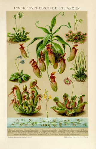 Venusfliegenfalle sonnentau - venusfliegenfalle,