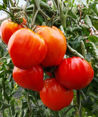 Tomatensamen - , samen)