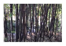 10x Phyllostachys nigra Schwarzrohr Bambus Pflanzen - Samen B93