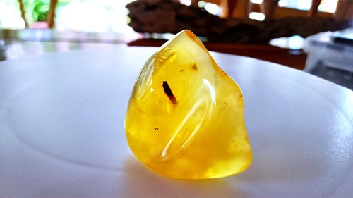 Baltic amber baltischer natur - baltic,
