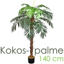 Palmenbaum königs kokos - kokos, palme