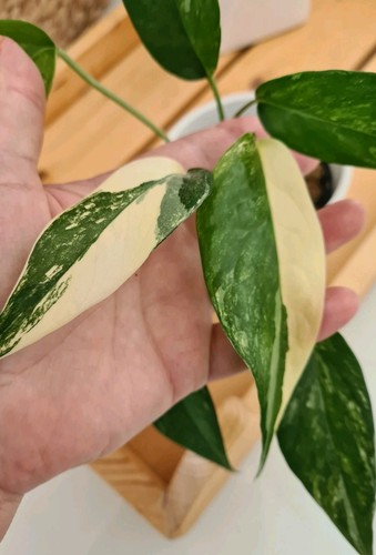 Epipremnum pinnatum albo - epipremnum,