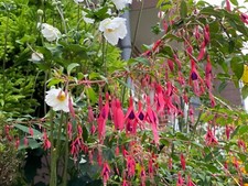 6× Fuchsien Winterharte Stecklinge ca 15 cm Unbewurzelt