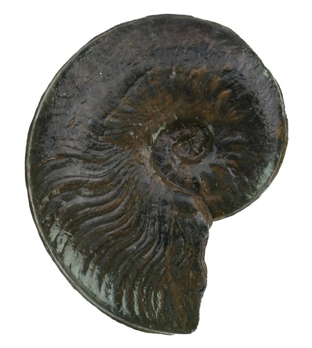 Lias harpoceras subexaratum - lias,