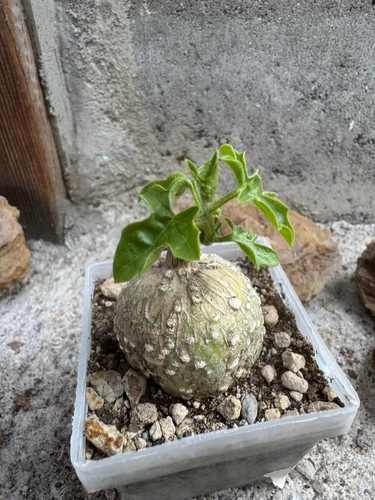 Kedrostis africana