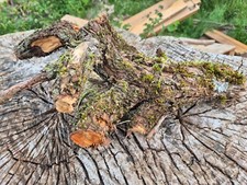 SKULPTUR  Wurzel Stamm Holz