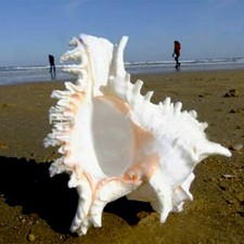 Natürliche Groß Riesenmuschel Trompete echte Muschel Meeresschnecke Weiß Neu