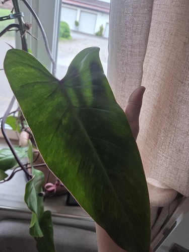 Philodendron pink lady - philodendron,
