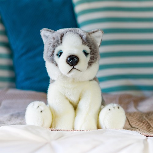 Husky hund animigos - hund,