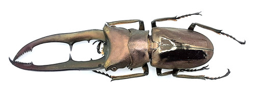 Lucanidae cyclommatus - lucanidae,,