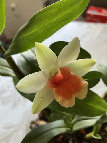 Dendrobium frosty dawn - frosty,