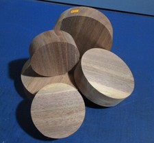 Schwarznuss Nussbaum