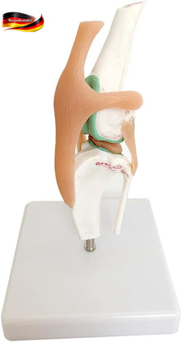 Anatomie modell hund gelenke - anatomie,