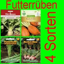 Futterrübe Runkelrübe