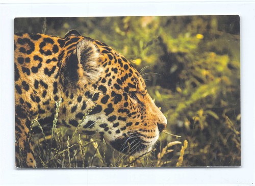 Postkarte jaguar - 1,