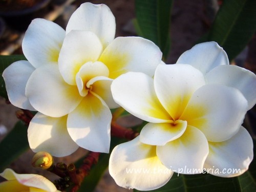 Frangipani plumeria oro - -,