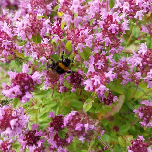 Thymian winterhart