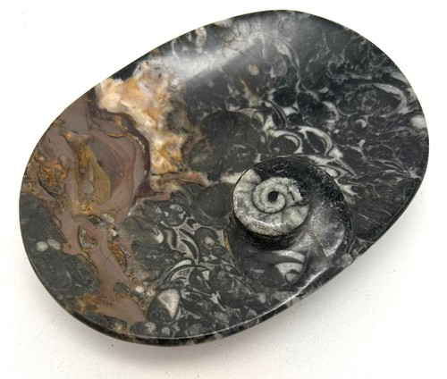 Fm1270 orthoceras seifenschale - orthoceras,