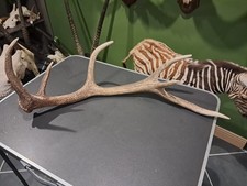 Hirschgeweih Elaph 6 Hörner