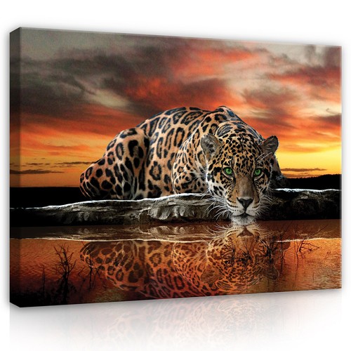 Tiger tiere natur leinwandbild - natur,