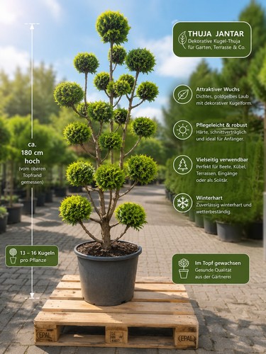 Thuja jantar formschnitt 180cm - formschnitt,