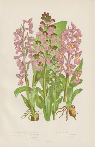Knabenkraut orchis - knabenkraut,