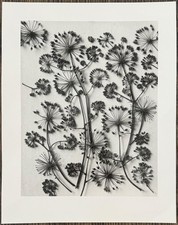 Karl Blossfeldt, Kalifornische
